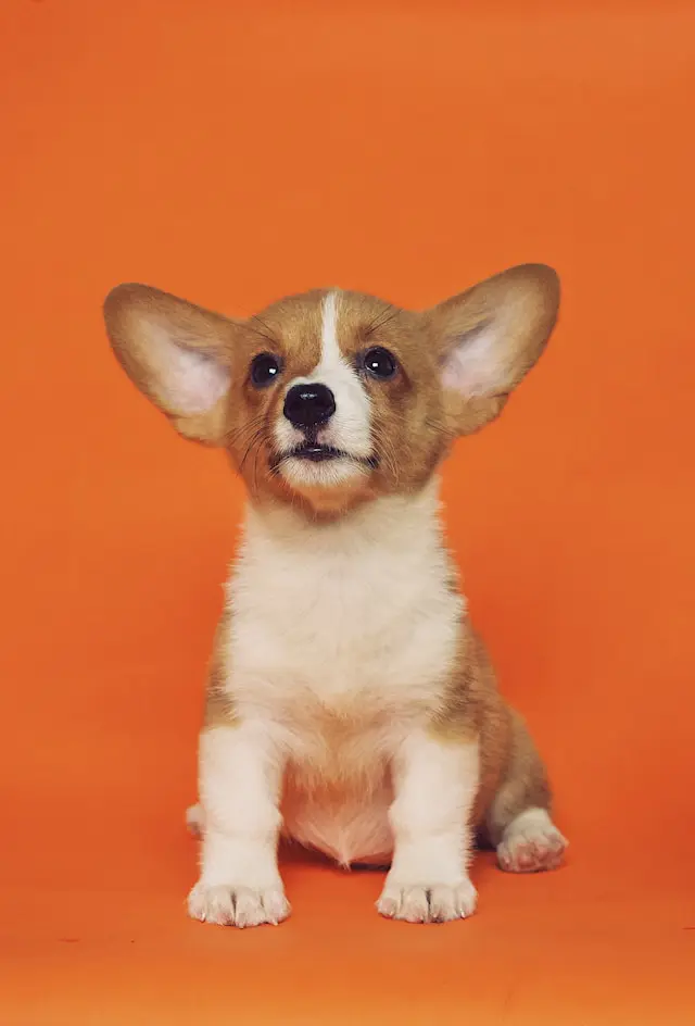 Ejemplo de fotografía de mascota impresa